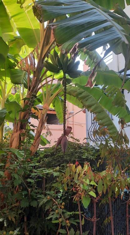 Villa La Clemente Menton Eksteriør bilde